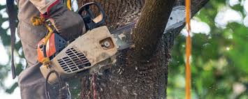 Leaf Removal in Cypress Landing, NC